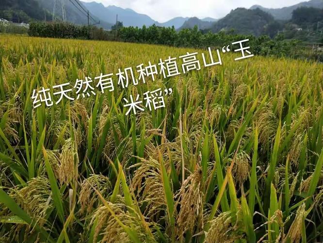 大别山原生态珍宝 梅子农产品与农副土特产的魅力